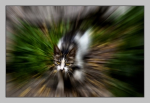 咪咪猫
