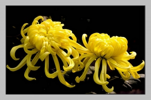 菊花