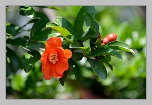 石榴花开