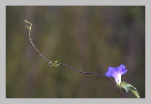 牵牛花