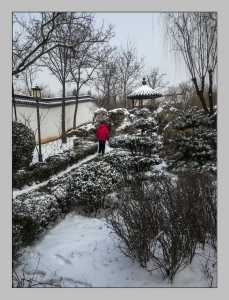 雪里红
