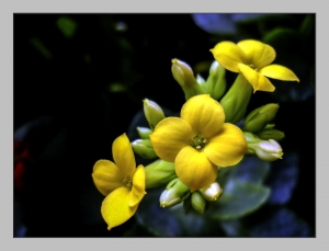 小黄花