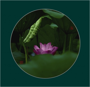 《 禅境莲语 》