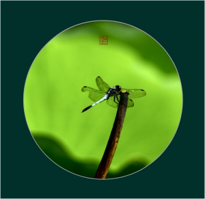 《禅境莲语》-4