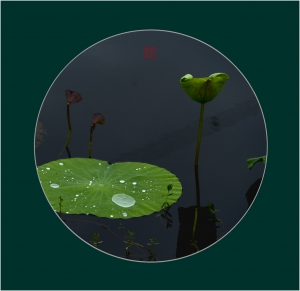 《禅境莲语》-8