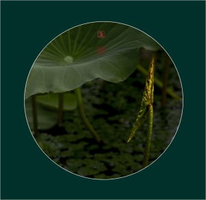 《禅境莲语》-7