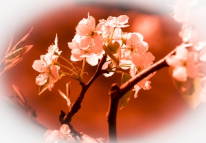 梨花