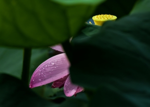 夏日·雨荷